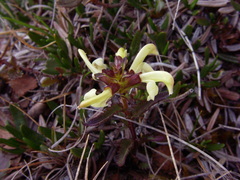 Pedicularis lapponica