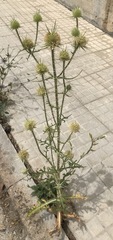 Dipsacus ferox