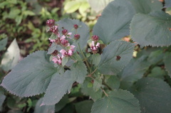 Phlomoides umbrosa