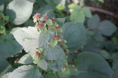 Phlomoides umbrosa