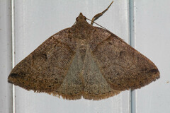 Zanclognatha laevigata