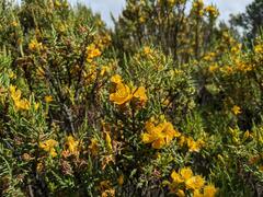 Hypericum laricifolium