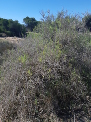Salsola oppositifolia