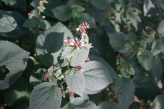 Phlomoides umbrosa