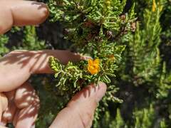 Hypericum laricifolium