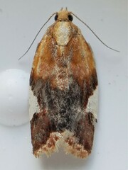 Clepsis persicana