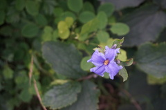 Clematis heracleifolia