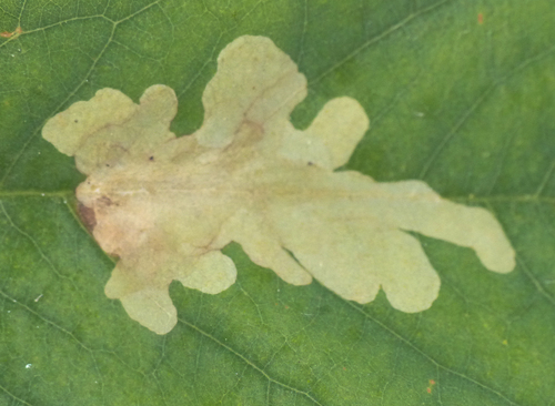 Locust Digitate Leafminer Moth