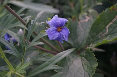 Clematis heracleifolia