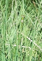 Lestes virens