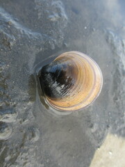 Cyclina sinensis
