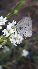 Celastrina argiolus