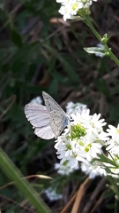 Celastrina argiolus