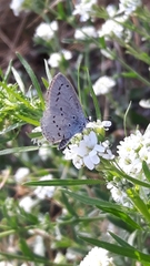 Celastrina argiolus