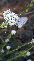 Celastrina argiolus