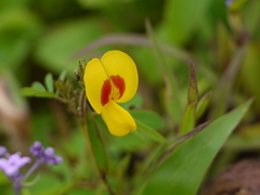 Smithia hirsuta