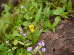 Smithia hirsuta
