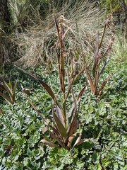 Saussurea pseudotilesii