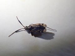 Cremnocephalus alpestris