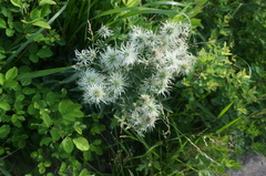 Clematis hexapetala