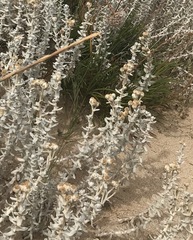 Achillea maritima