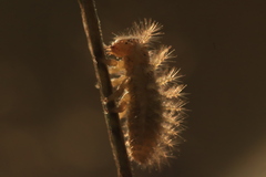 Subcoccinella vigintiquatuorpunctata