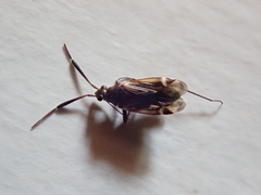Cremnocephalus alpestris