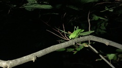 Amblycorypha rotundifolia