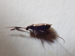Cremnocephalus alpestris