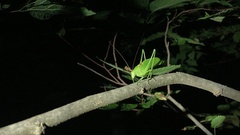 Amblycorypha rotundifolia