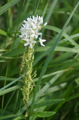 Lysimachia barystachys