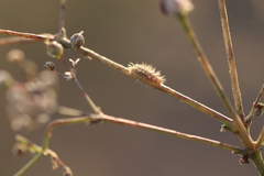 Subcoccinella vigintiquatuorpunctata