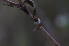 Subcoccinella vigintiquatuorpunctata