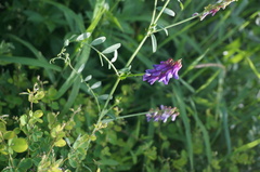 Vicia amoena