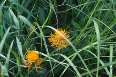 Hypochaeris ciliata