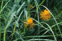 Hypochaeris ciliata