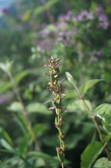 Anemarrhena asphodeloides