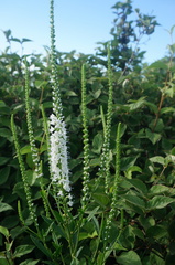 Veronica linariifolia