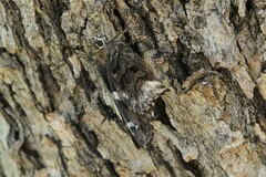 Codatractus arizonensis