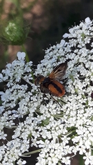 Ectophasia crassipennis