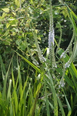 Veronica linariifolia