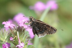 Cogia caicus