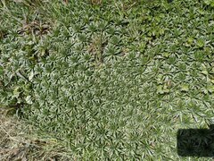 Plantago rigida