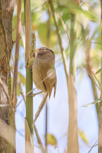 Brown Parrotbill (Paradoxornis unicolor), photo 5