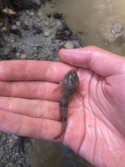 Cottus gobio