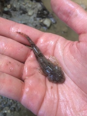 Cottus gobio