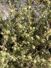 Baccharis pteronioides