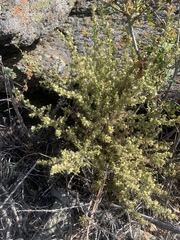 Baccharis pteronioides