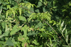 Aristolochia contorta