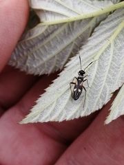 Globiceps flavomaculatus